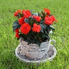 Thumb_Oslonka-na-doniczka-wyplatana-Filizanka-KochamOgrody-pl